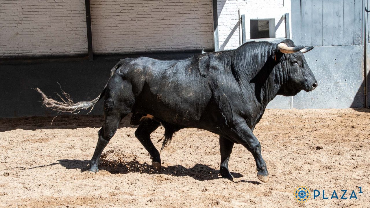 “Botinero”, el toro de despedida de Pablo Hermoso de Madrid