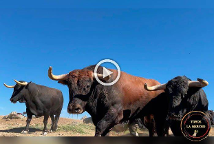 Impresionante vídeo de los toros de Juan Pedro Domecq para las Colombinas