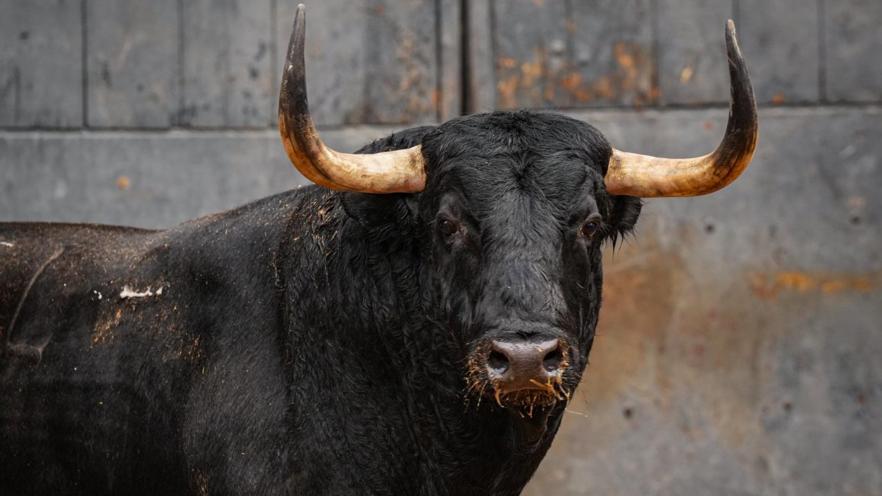 Toros de Garcigrande para la última cita del año en Las Ventas