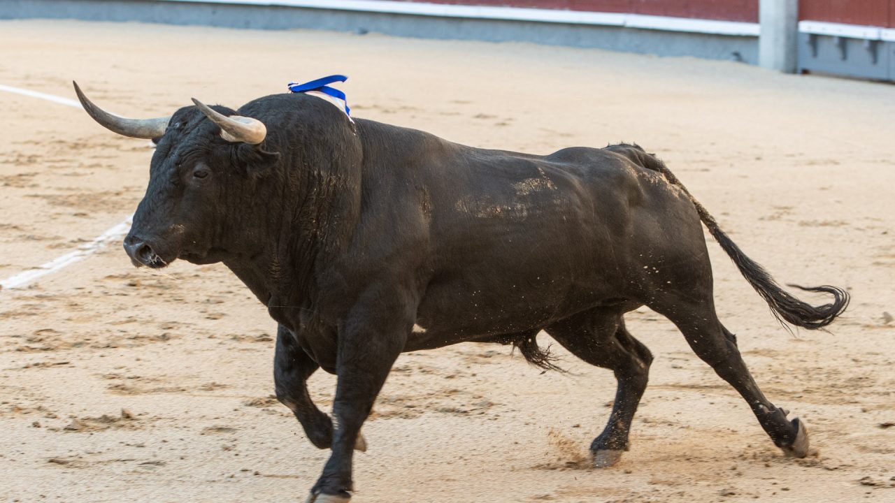 Una corrida de Palha precederá a la Feria de la Comunidad y San Isidro