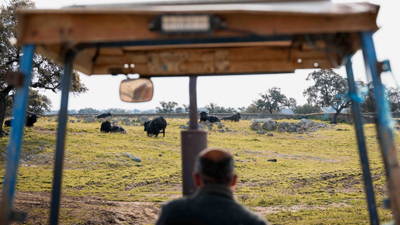 En VÍDEO, los toros de Cuadri para el 22 de marzo en Las Ventas