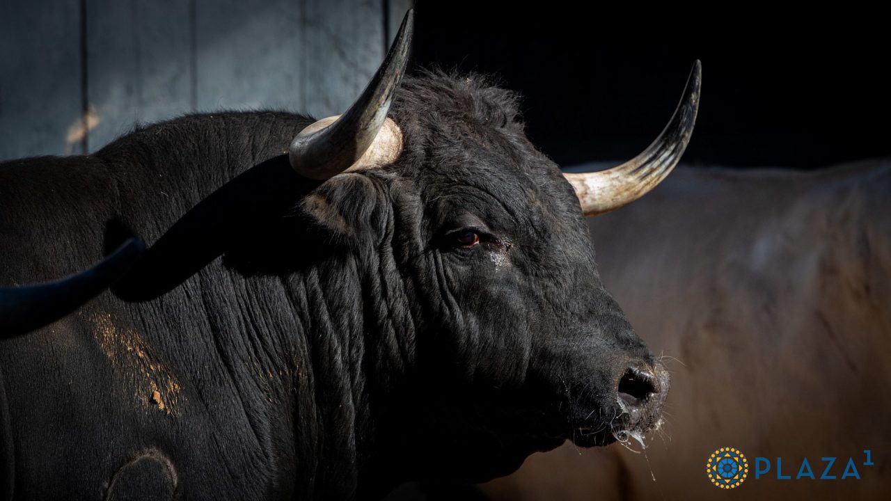 En vídeo los de Dolores Aguirre para hoy en Las Ventas