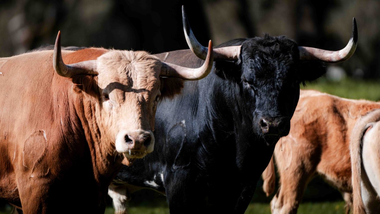 En vídeo, los toros de Dolores Aguirre para el Domingo de Ramos en Las Ventas