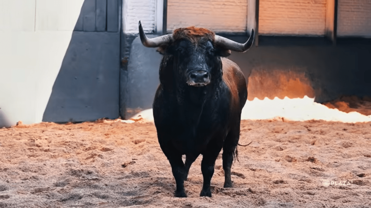 Los toros de Cuadri ya están en Las Ventas