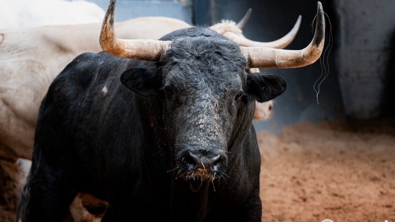 Seis de Núñez del Cuvillo para la primera de San Isidro