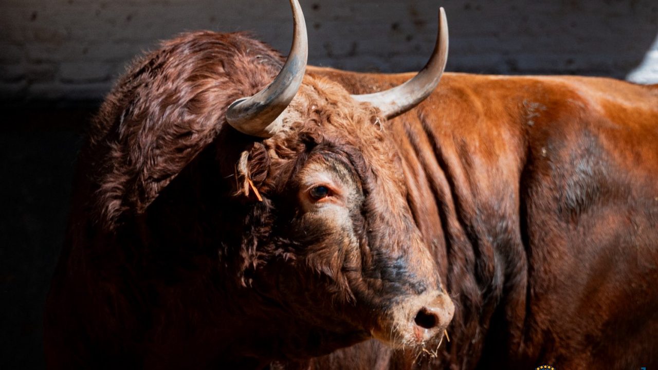 En vídeo los toros de Vellosino para esta tarde en Madrid