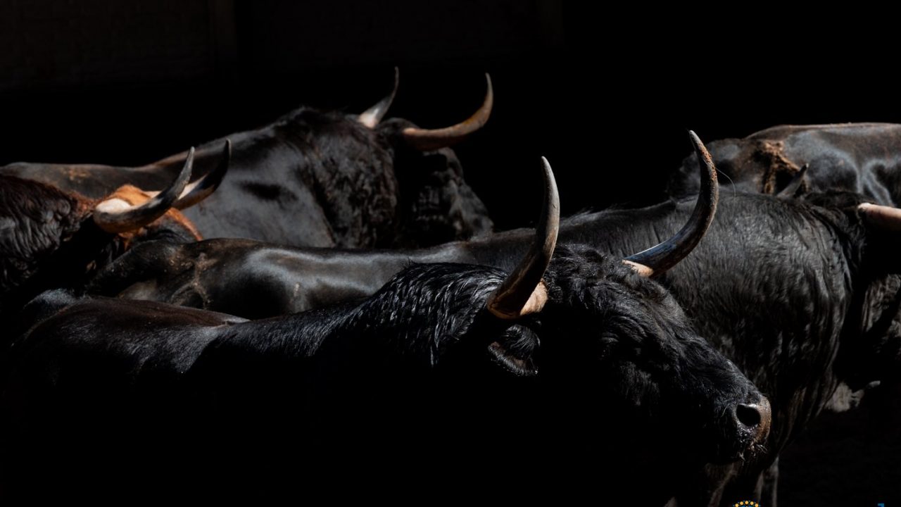 Seis toros de Vellosino para la sexta de San Isidro
