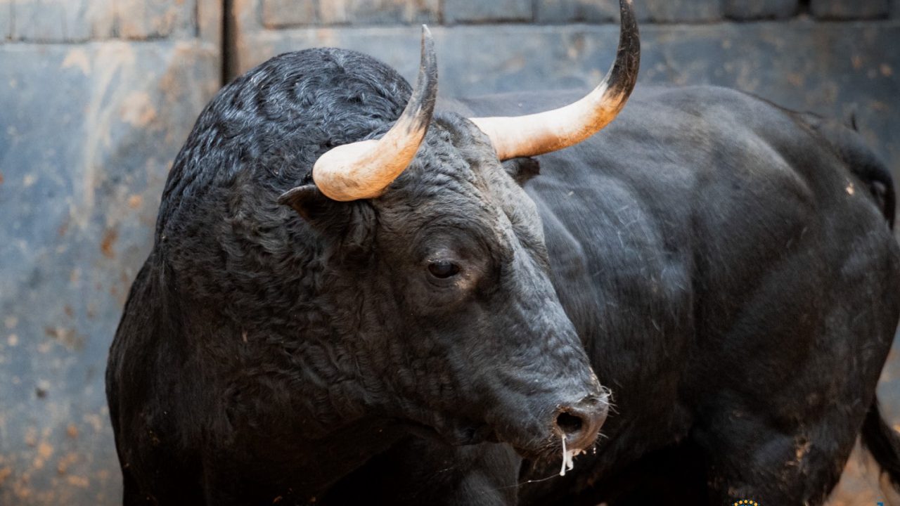 «Buscón», de Toros de El Torero, abre la séptima de San Isidro