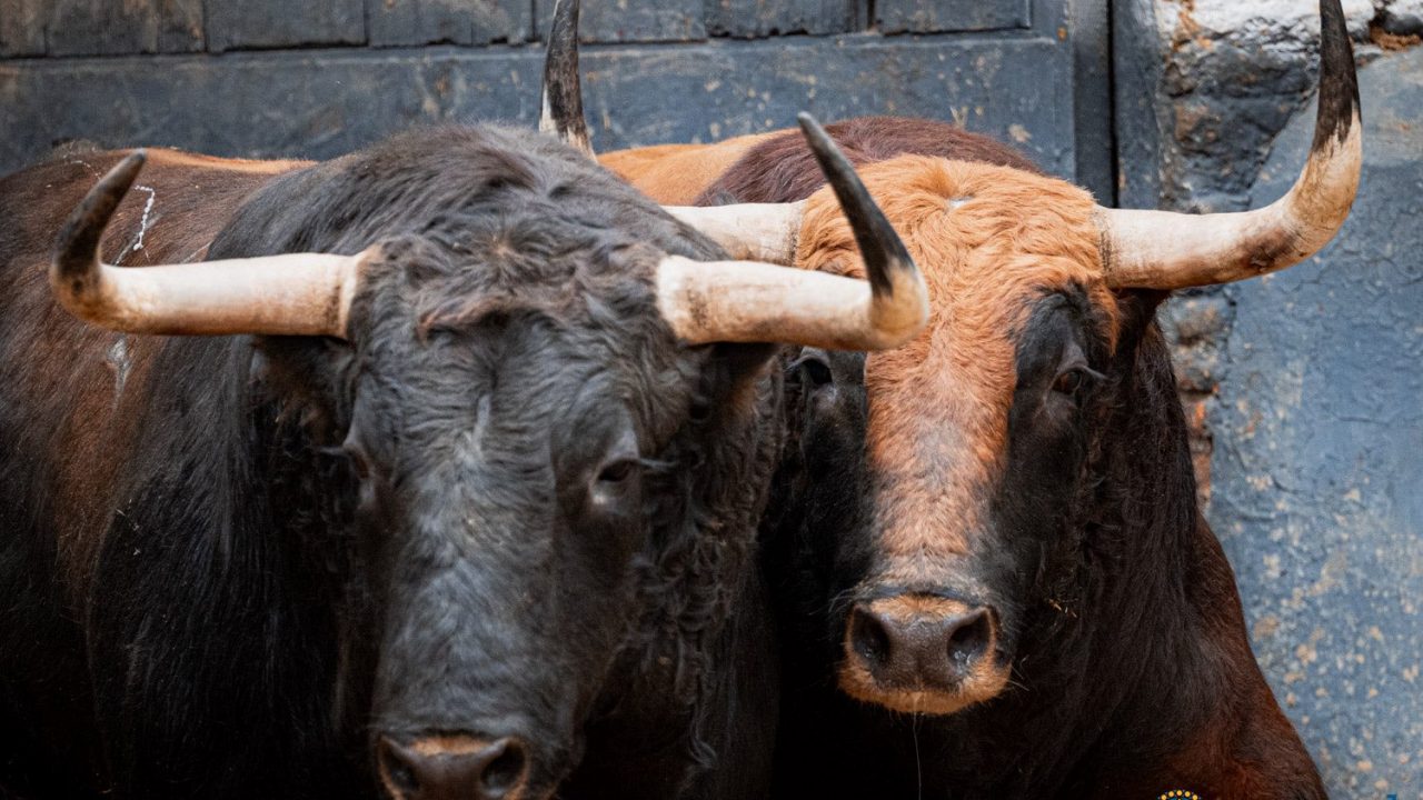 En vídeo de Toros de El Torero para el día del patrón