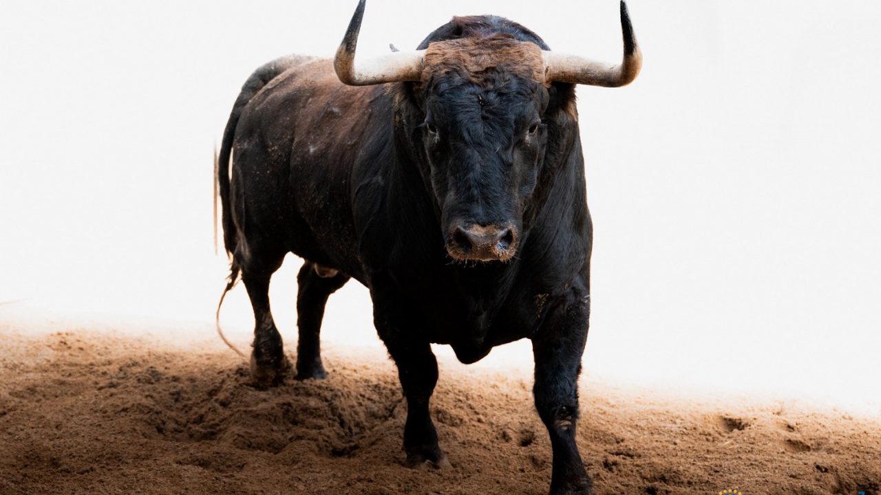 En vídeo los seis de Fuente Ymbro para esta tarde en Las Ventas