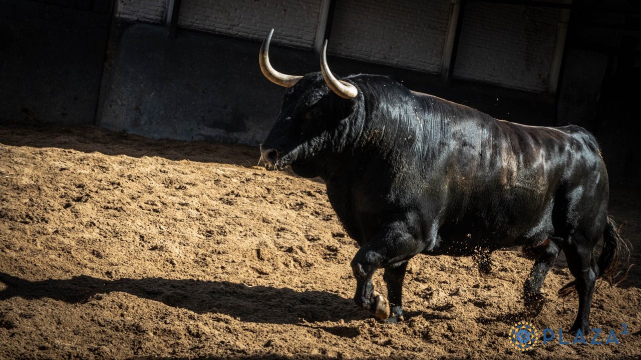 Toda la información para la decimoquinta de San Isidro en un «click»