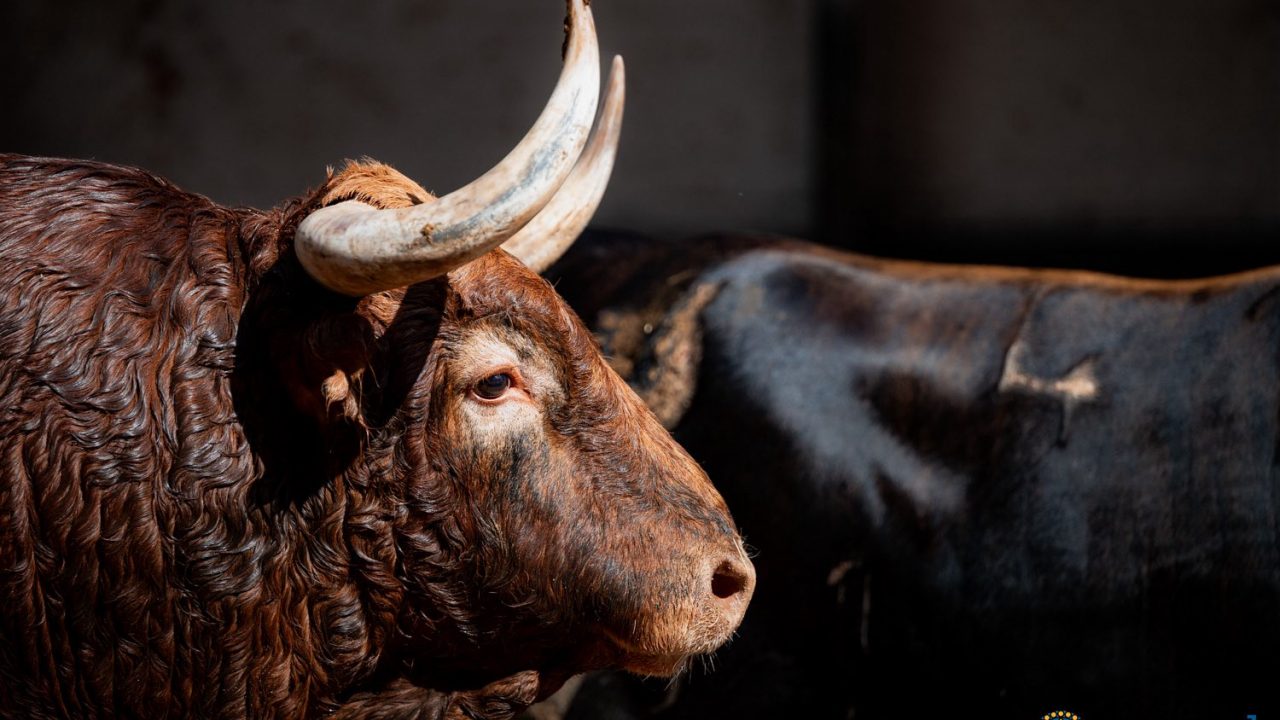 Seis toros de Pedraza de Yeltes para la decimoséptima de abono
