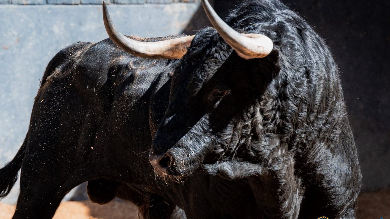 En vídeo los toros de Montalvo para esta tarde
