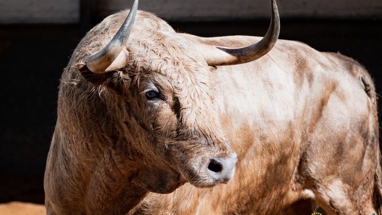 Cuatro toros de Jandilla y dos de Santiago Domecq para la 24ª de San Isidro