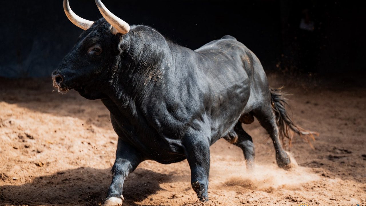 En vídeo los toros de Juan Pedro Domecq para esta tarde en Las Ventas