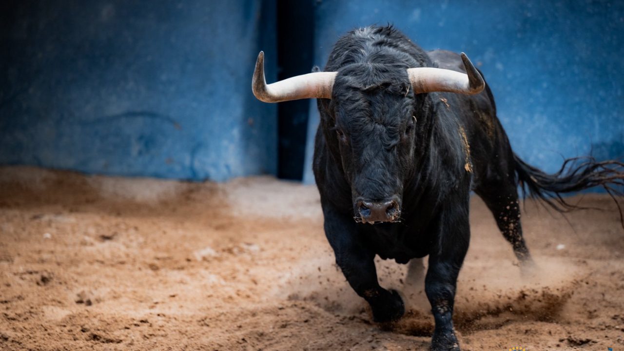 Seis toros de Juan Pedro Domecq para la 25ª de abono