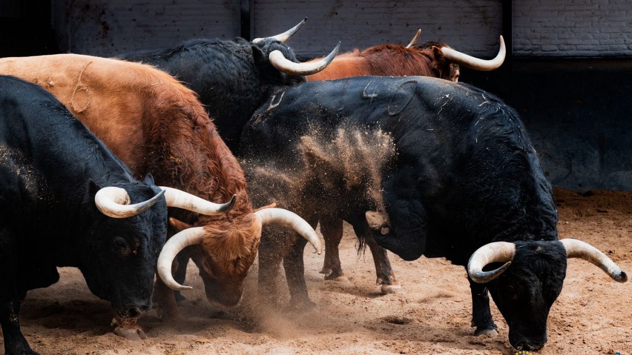 Toda la información para la vigesimoquinta de San Isidro en un «click»