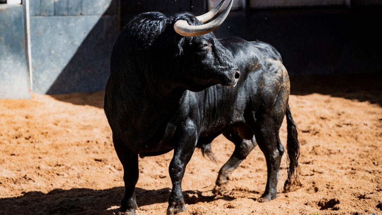 En vídeo los toros de la Corrida In Memoriam