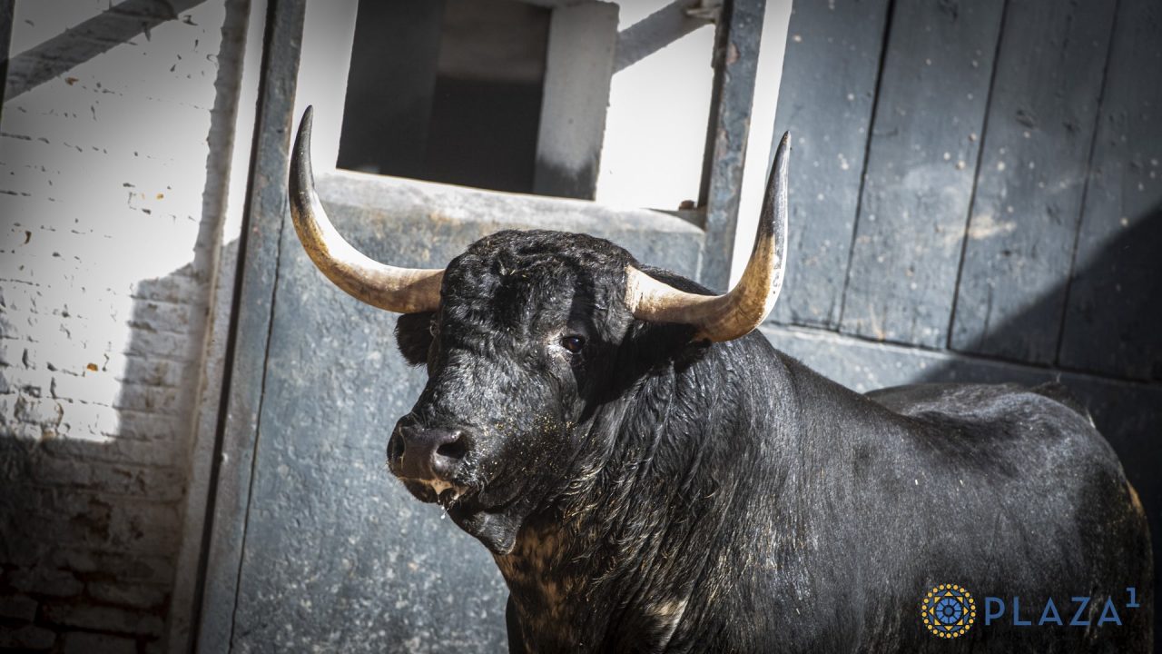 Cuatro Valdefresno y dos de Couto de Fornilhos para la nocturna de Las Ventas