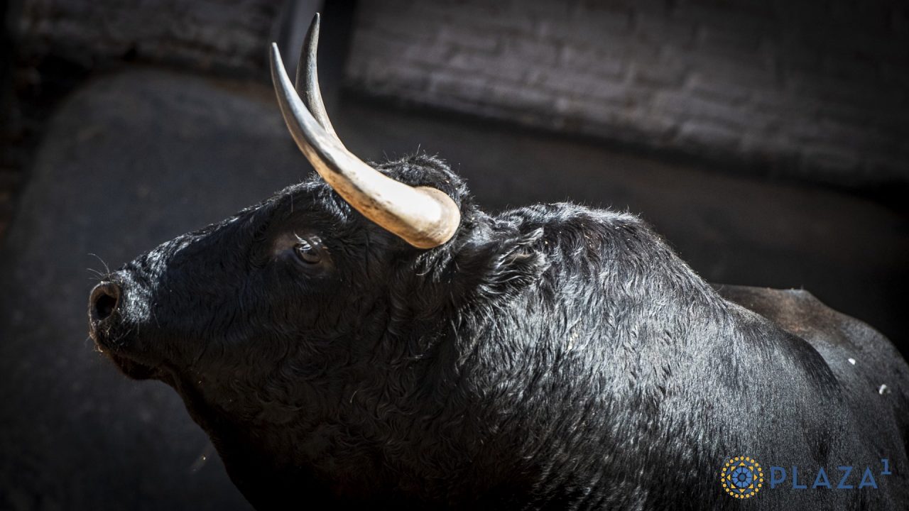 Seis novillos de Guadaira para la gran final de la nocturnas en Las Ventas