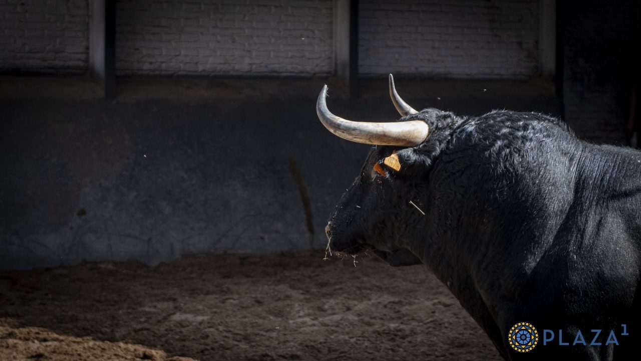En vídeo los toros de la final de la Copa Chenel para esta noche en Las Ventas