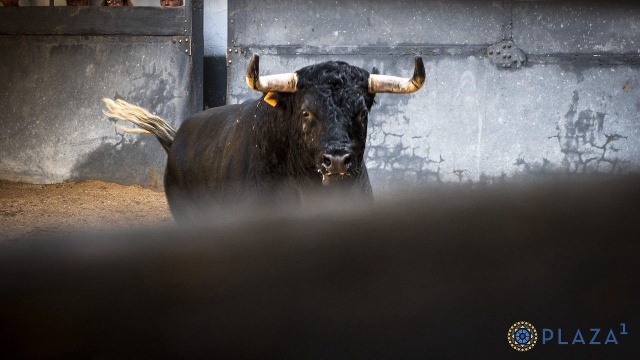 Seis toros de Passanha para la corrida de rejones de esta noche en Las Ventas
