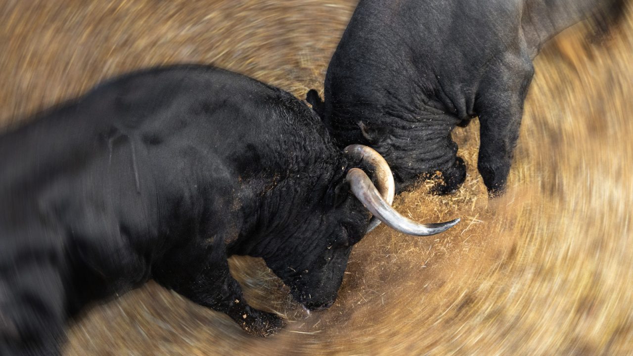Los protagonistas de la corrida concurso de ganaderías ya están en Las Ventas