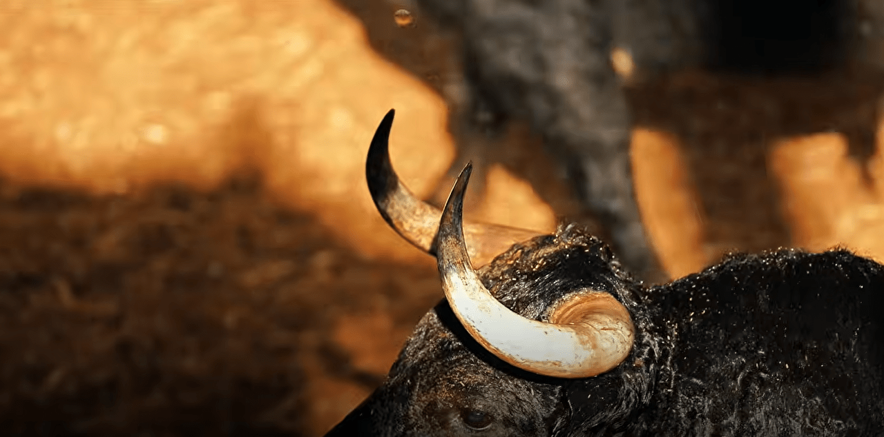 Desembarque de los toros de Veiga Teixeira y Partido de Resina para el desafío del domingo