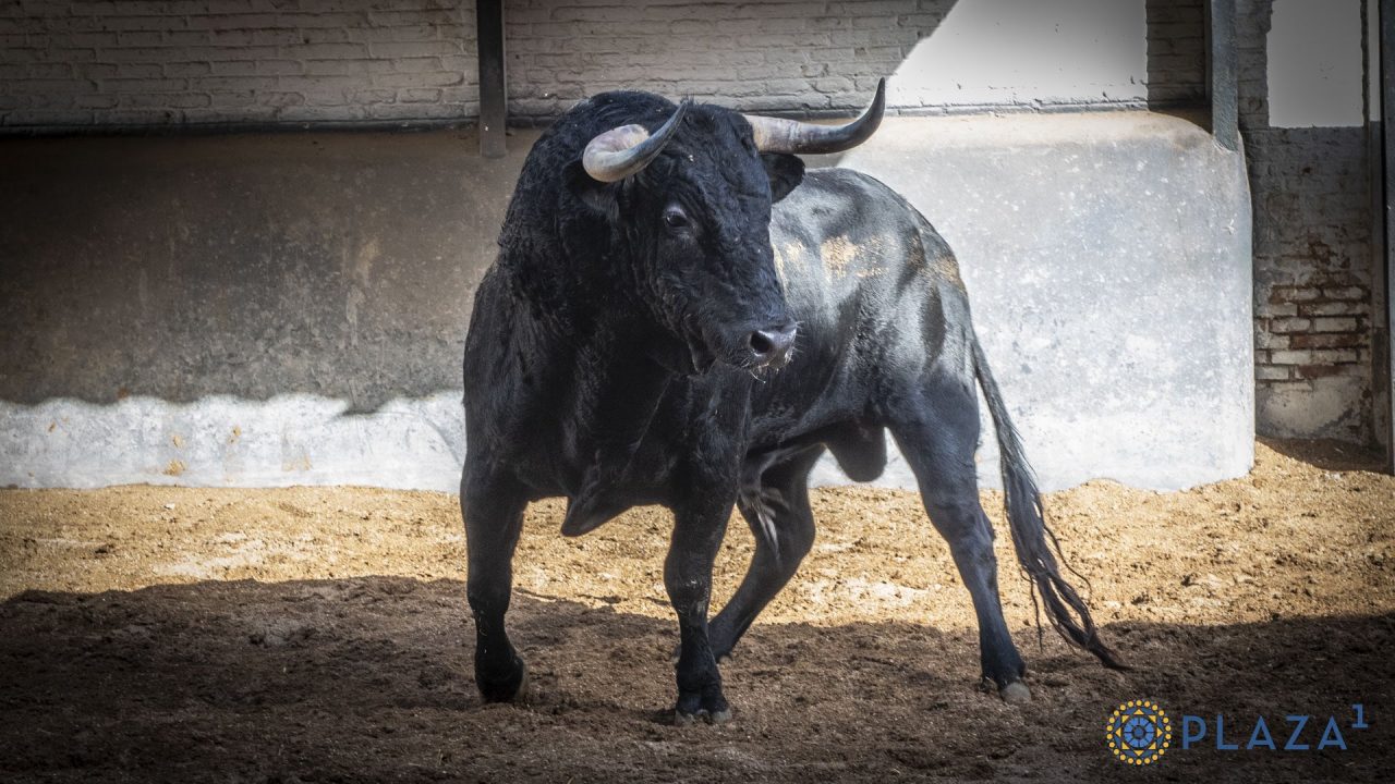 «Jabasolo», de Guadajira, abre la primera cita septiembre en Las Ventas