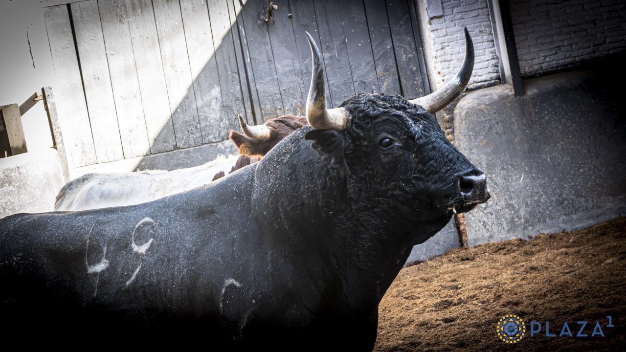 «Hechicero», de Valdellán, abre el desafío ganadero de hoy en Las Ventas
