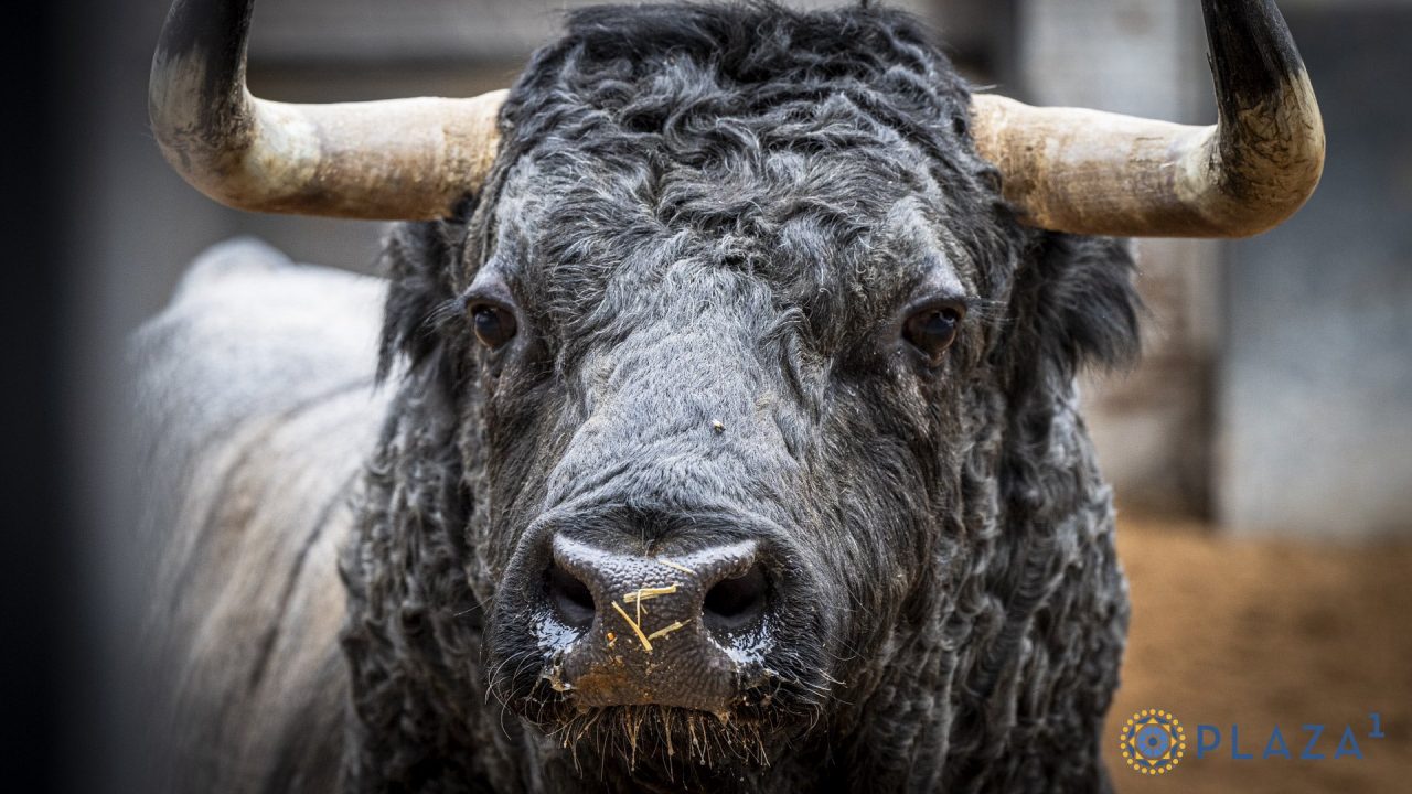 «Cazarrata», de Saltillo, abre la corrida concurso de hoy en Las Ventas