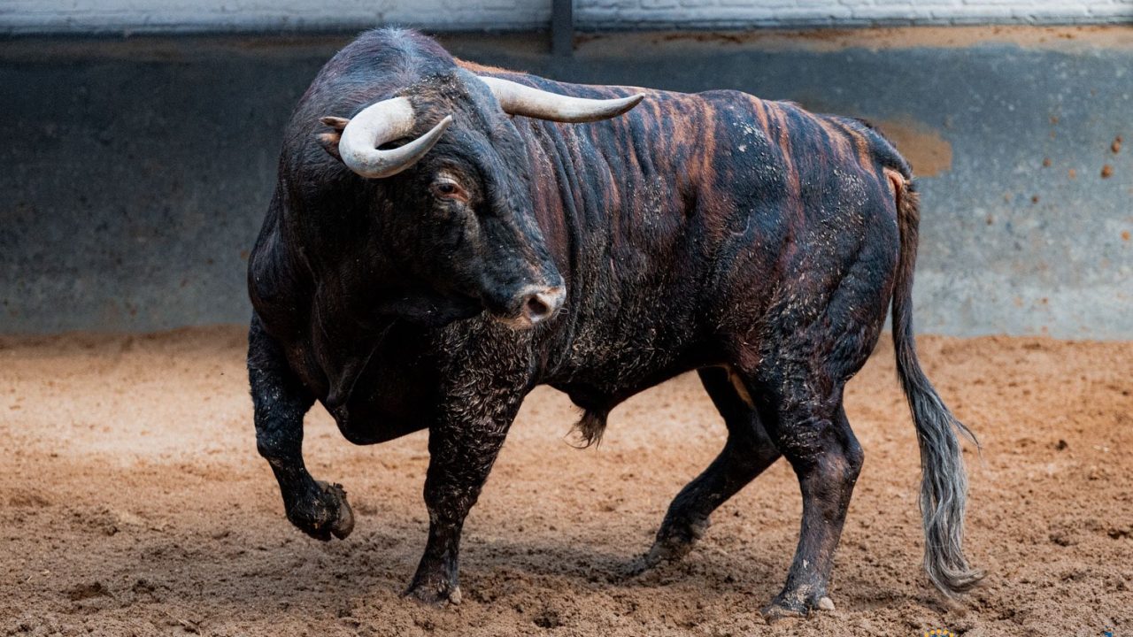 «Salvaje» abre y «Riguroso» cierra: Así se lidiará la gesta en solitario de Álvaro Serrano en Las Ventas