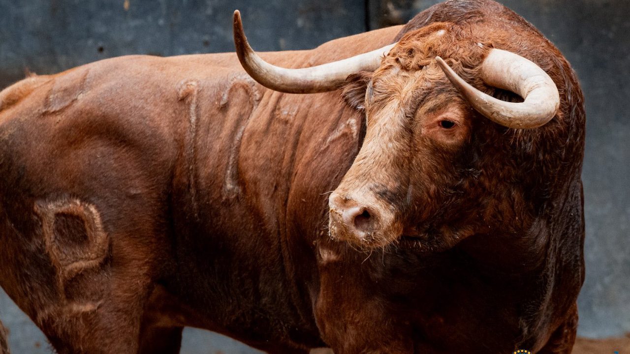 Seis de Alcurrucén para la primera corrida de la Feria de Otoño
