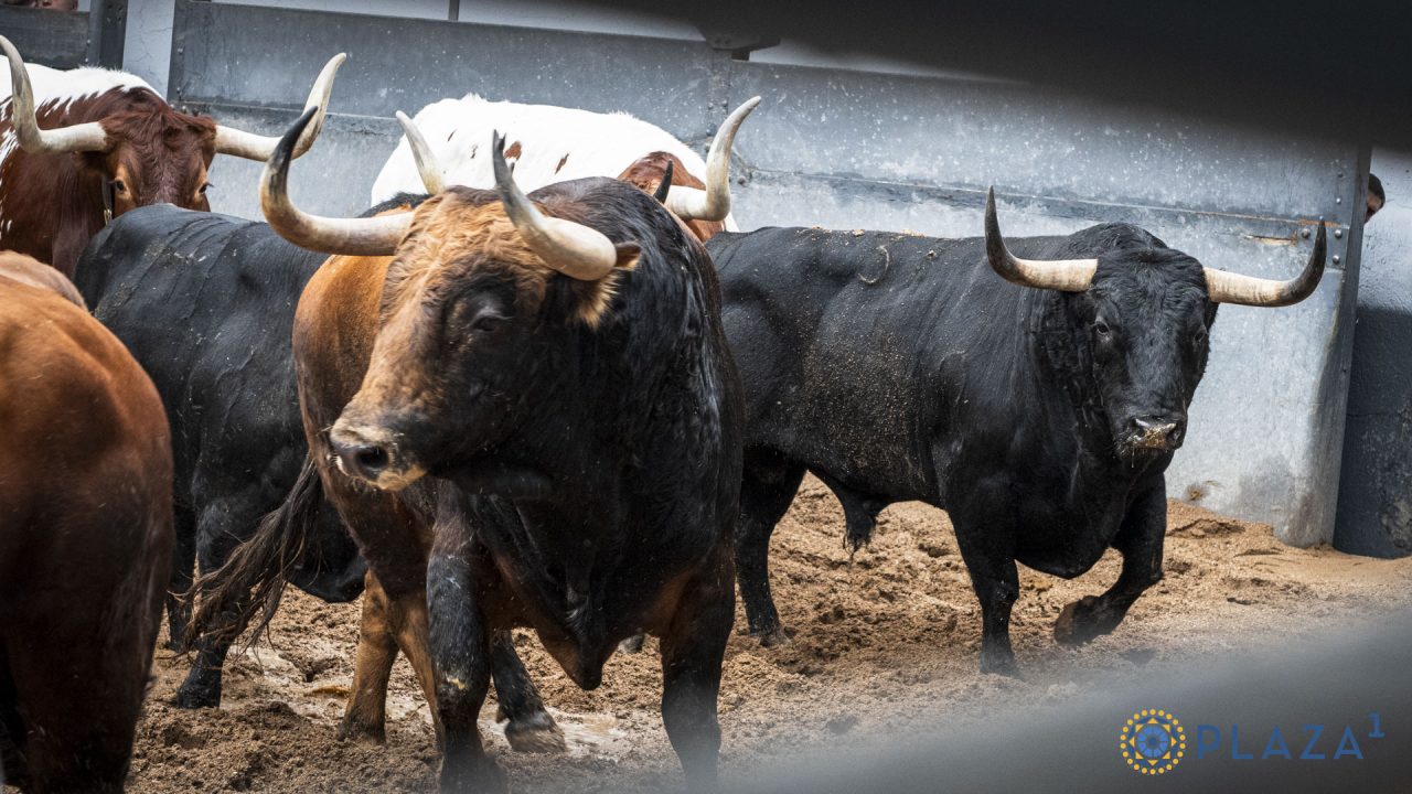 Los toros de Victoriano del Río para la tercera de la Feria de Otoño