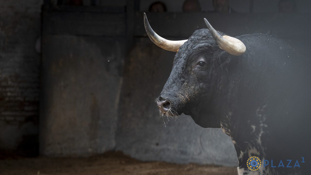 En vídeo los de Victoriano del Río para esta tarde en Las Ventas