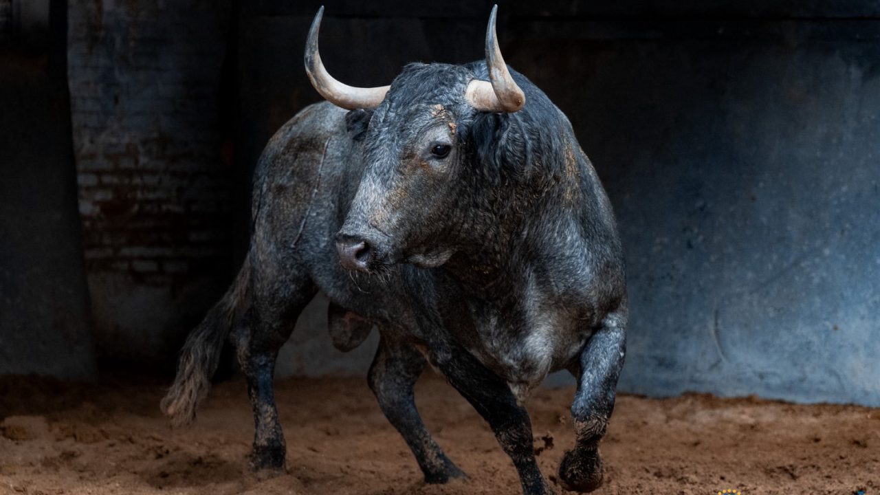 Seis toros de Victorino Martín para la cuarta de Feria