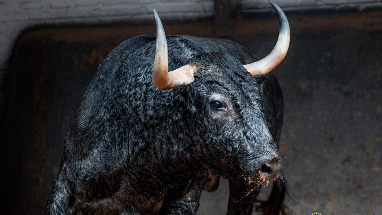 «Arenero», de Adolfo Martín, abre el mano a mano de hoy en Las Ventas